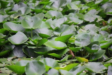 Green leaves growing in the summer meadow.