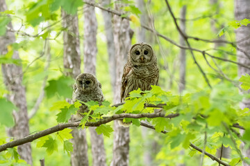 Barred owl and her young owlet in the woods