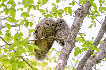 Barred owl and her young owlet who had recently left the nest for the first time 