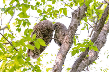 Mother barred owl caring for her owlet after it left the nest