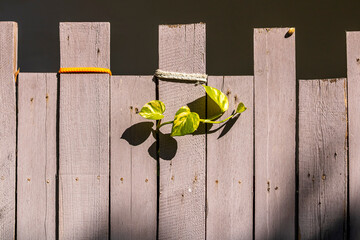 Wooden fence with leaves 