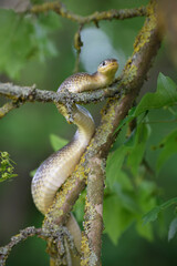 Aesculapian snake on tree branch