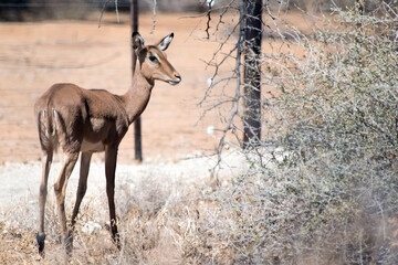 Cute young springbock at Erindi National Park, Namibia