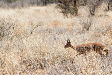 Fototapeta premium Cute young springbock walking alone with dry plants around. Erindi National Park, Namibia