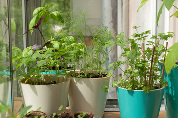 A closeup shot of parsley and a sweet basil in pots on a balcony against a glass. A gardening concept by summer day
