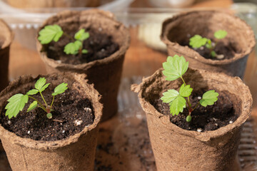 A closeup shot of sprouts in peat pots. A gardening concept by summer day