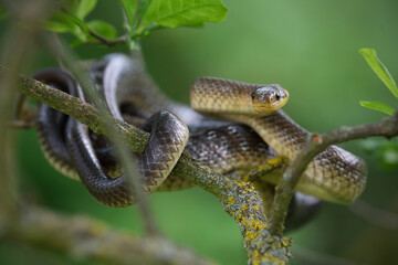 Aesculapian snake on a tree branch