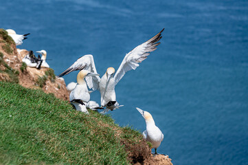 Northern gannet, morus bassanus, heavy landing