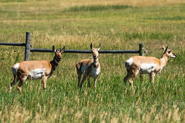 Naklejka na ściany i meble Antelope in Grand Teton National Park 
