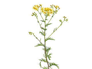 Yellow flowers of ragwort plant isolated on white, Jacobaea vulgaris