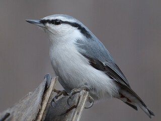nuthatch