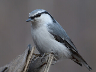 nuthatch