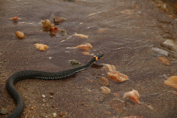 snake on the sand