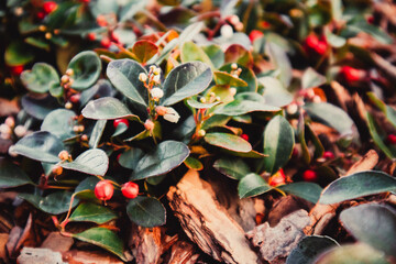 Autumn flowers in a beautiful place