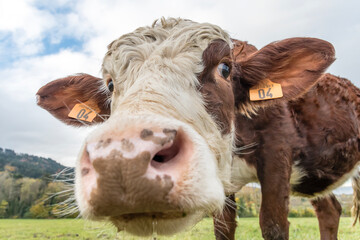 Vache dr&ocirc;le en gros plan