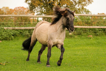 Obraz premium beautiful colored quarter horse is running on the paddock