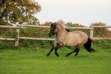 beautiful colored quarter horse is running on the paddock