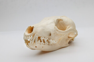 Marderkopf als Skelett