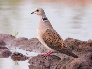 European turtle bird, Streptopelia turtur

