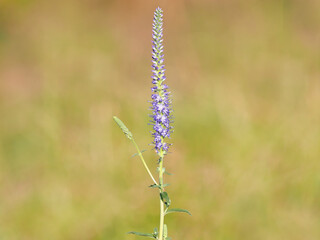 Purple blue flower of spiked speedwell, Veronica spicata