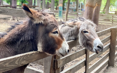 Fototapeta premium Close-up portrait of beautiful donkeys on a clear day