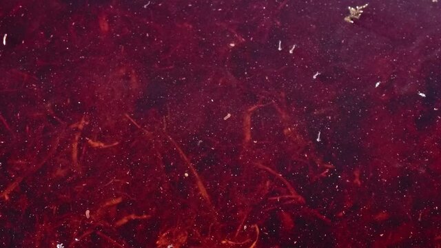 Close up view of water with wrigglers in it. Through microscope view of infected blood. Different view.