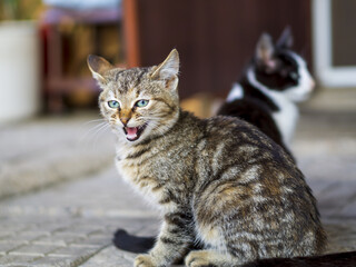 Portrait of a cat meowing