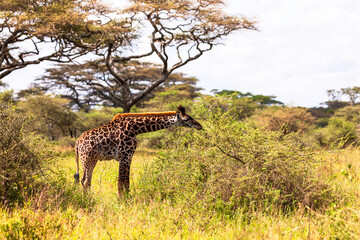 Baby Giraffe eating from an Acacia bush in the Serengeti National Park, Tanzania