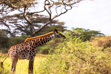Young giraffe eating from Acacia Tree in the Serengeti National Park, Tanzania