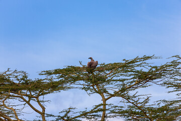 White-backed vulture on an Acacia tree in the Serengeti, Tanzania