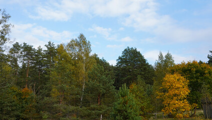 Fototapeta na wymiar Autumn day. The edge of the forest, the yellowing foliage of trees, an old fence.