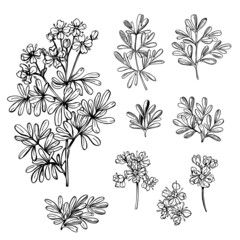  Hand drawn spicy herbs. Rosemary. Vector sketch  illustration. - obrazy, fototapety, plakaty