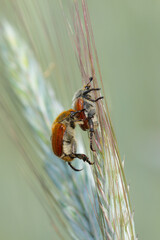 Common cereal leaf chafer - Chaetopteroplia (or Anisoplia) segetum. It is common pests of cereals. Beetles on ears. © Tomasz
