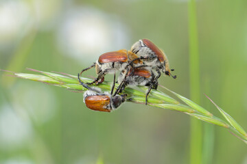 Common cereal leaf chafer - Chaetopteroplia (or Anisoplia) segetum. It is common pests of cereals. Beetles on ears. © Tomasz