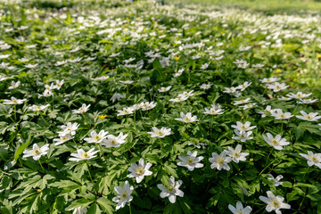 field with small white flowers