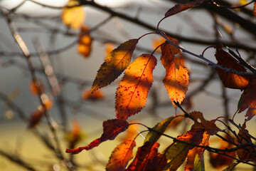Herbstblätter