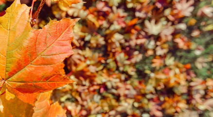 Colorful autumn leaves of maple tree with shallow focus. Fall blurred dark background.. Free space for text, holidays motive. Fall and Autumn Season Concept