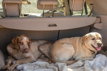 Two dogs rest in the trunk of a car