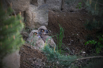 Eurasian eagle-owl juveniles on the rock of their nest