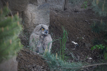 Eurasian eagle-owl juvenile on the rock of their nest