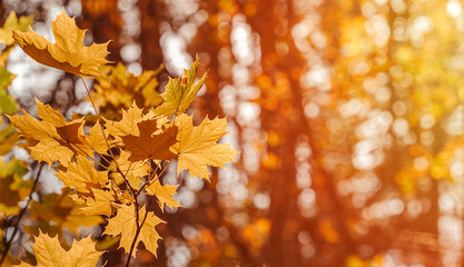 Autumn leaves of maple tree on blurred nature background. Shallow focus. Fall sun bokeh.