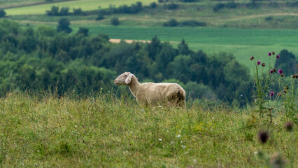 Schaf vor der Klippe 