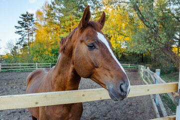 Beautiful Brown Horse portrait in the stable outdoors.