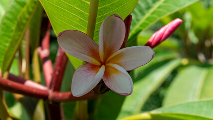 Frangipani Bl&uuml;te