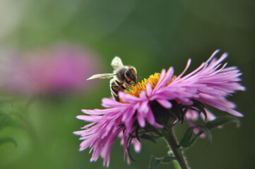 bee on a flower