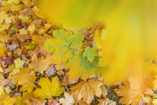 Colorful autumn leaves of maple tree with shallow focus. Fall blurred background.. Free space for text, holidays motive. Fall and Autumn Season Concept