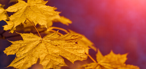 Maple yellow leaf autumn sunset tree. Blurred blue background cold light. Space for text