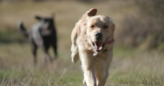 happy retrievers dogs wearing collars, sticking out tongue and panting while running and having fun outside on field 