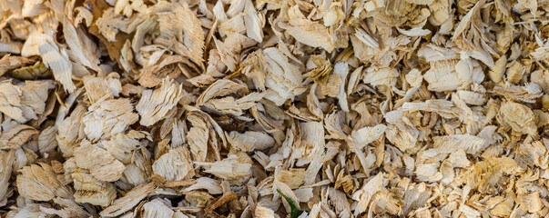 Wood chips. Remains of a tree covered with beavers. Beaver food in the wild. Woodchips, chips from a felled tree, top view. Structure, background, pattern, wallpaper, material, natural raw material.