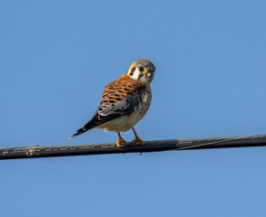American Kestrel (m)